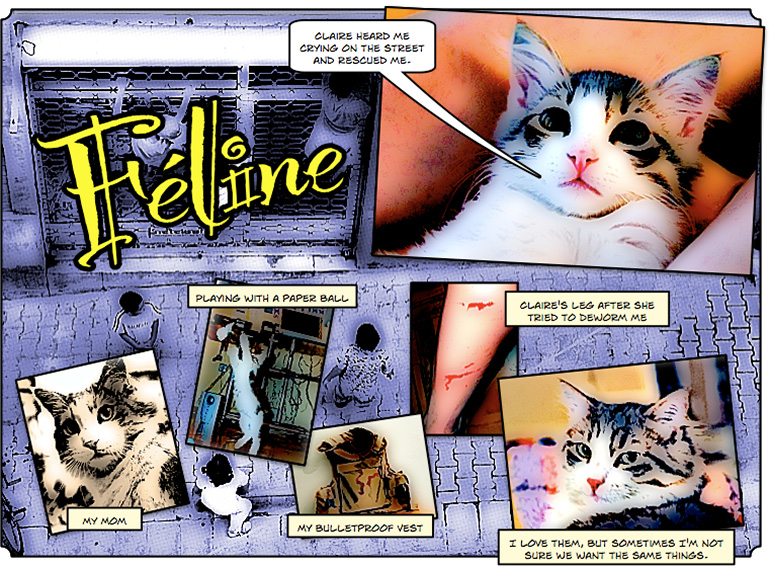 About Feline